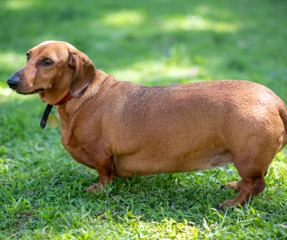 Virbac Diet Dog Weight Loss & Control tápok - Hogyan használjuk
