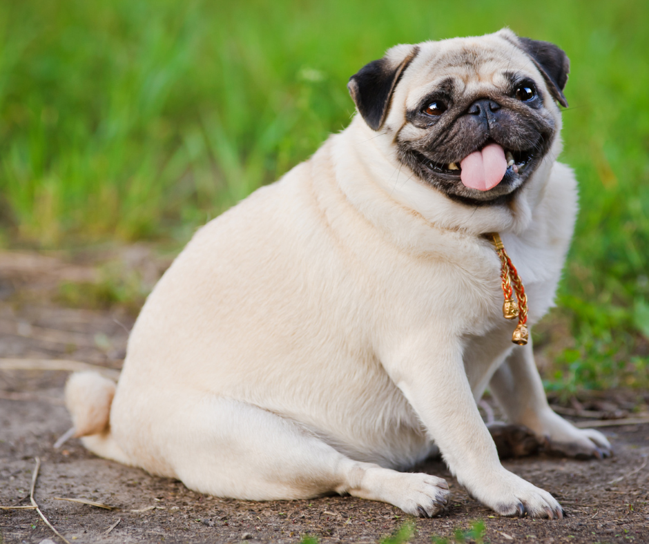 Virbac Diet Dog Weight Loss & Control tápok - Mikor fordulj szakértőhöz
