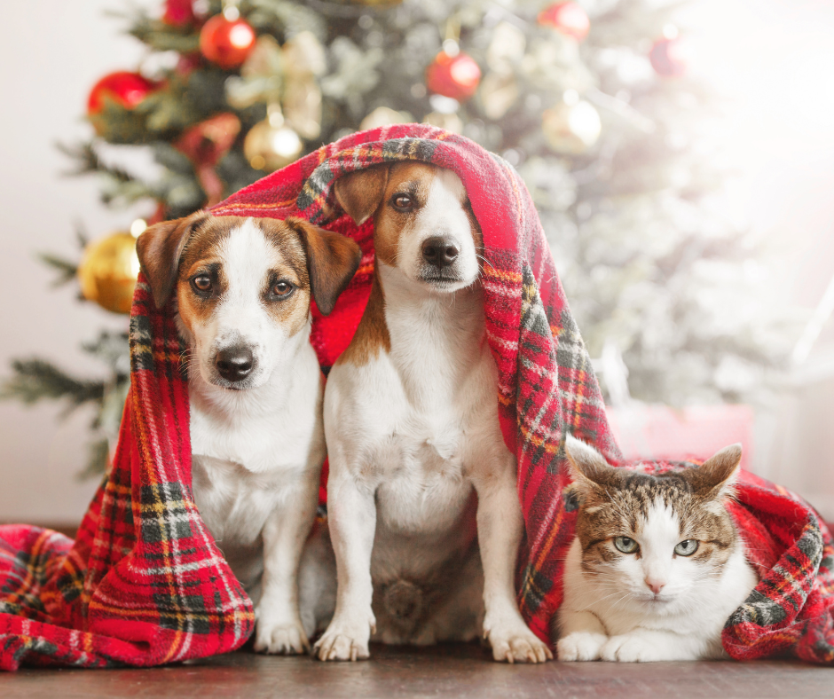 Karácsonyi tippek gazdiknak - Stresszcsökkentés