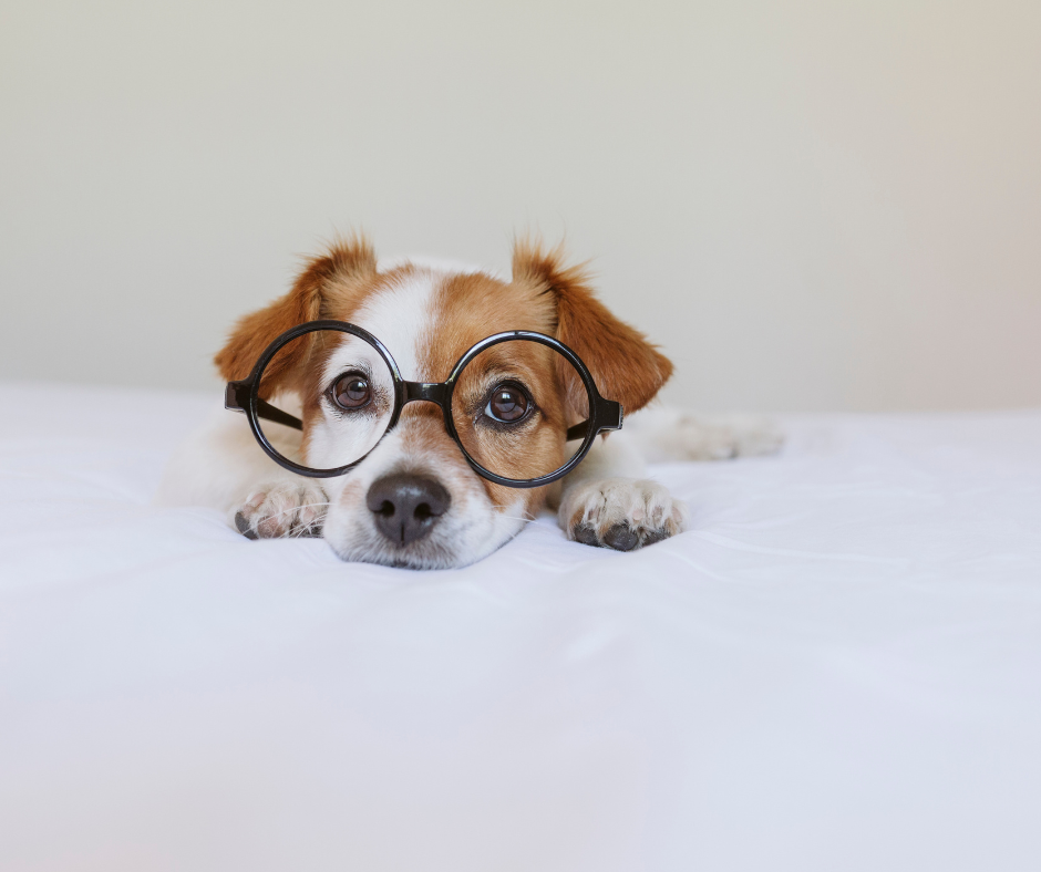 Szilveszteri túlélőkalauz kedvenceinknek - Hogyan készüljetek fel?