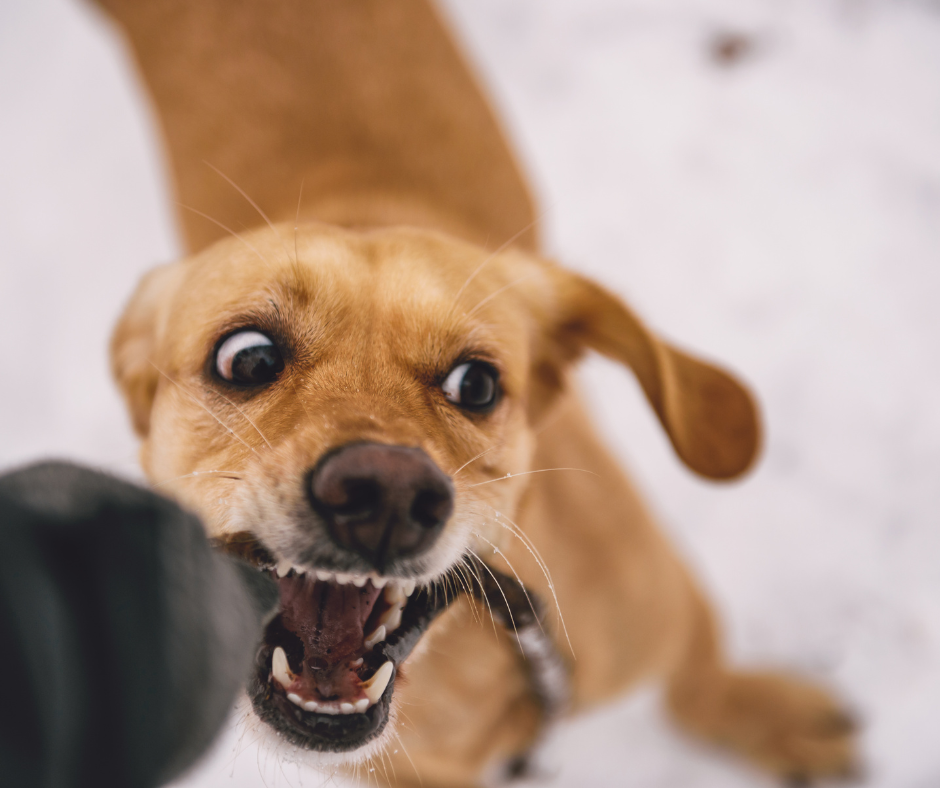 Téli ízületvédelem - Kültéri és beltéri játék