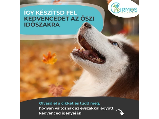Így készítsd fel kedvencedet az őszi időszakra