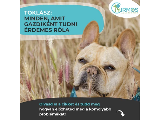 Toklász: minden, amit gazdiként tudnod kell róla – kis növény, hatalmas veszély
