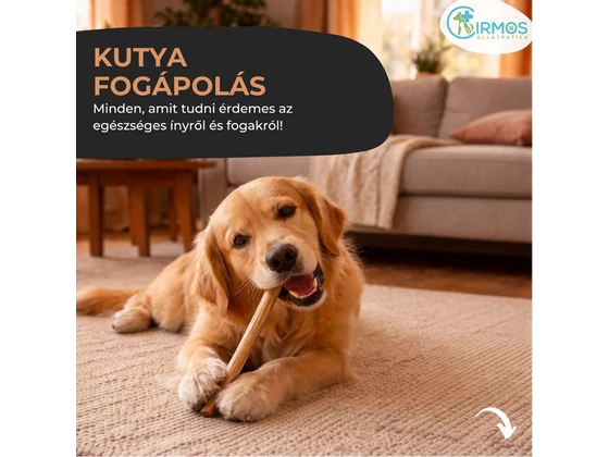 Kutya fogápolás: minden, amit tudnod érdemes