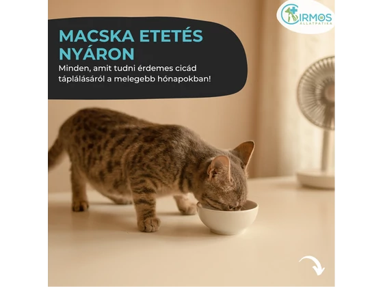 Mit egyen a macska nyáron? Kell változtatni az étrendjén?