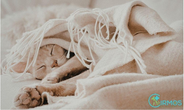 A képen fekszik, ágy, fedett pályás, takaró láthatóElőfordulhat, hogy az AI által létrehozott tartalom helytelen.