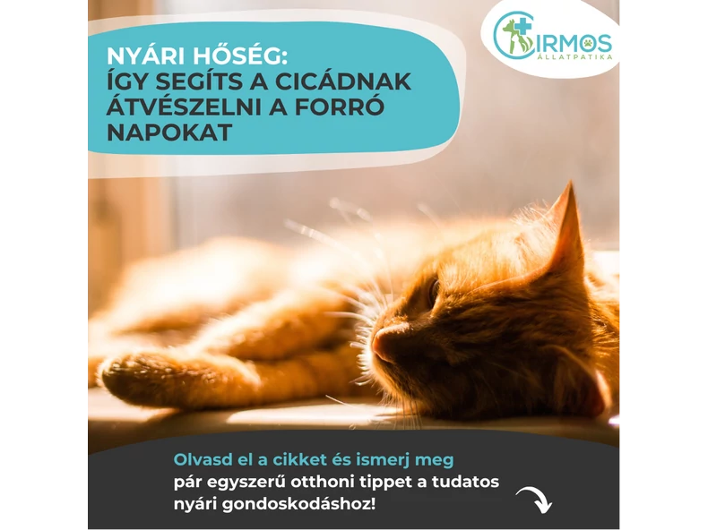 Lakáscica a nyári hőségben: így segíts neki átvészelni a forró napokat