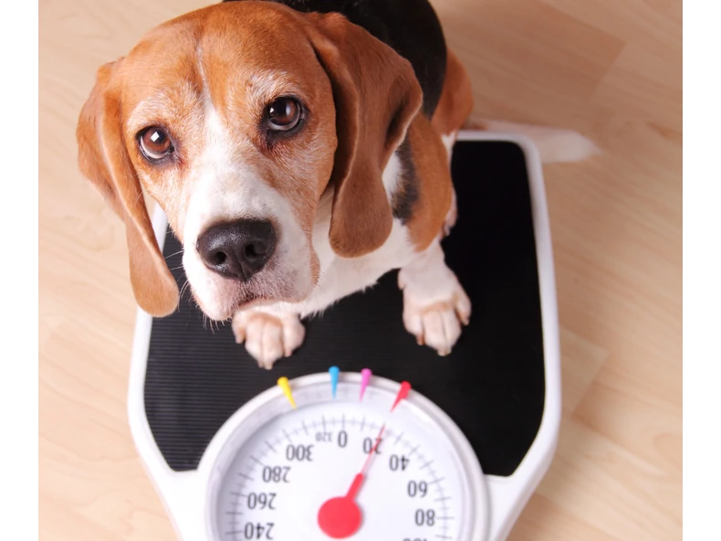 Elhízás és a kutyák helyes táplálása – Hogyan segíthetnek a Virbac HPM Diet Dog Weight Loss &amp; Control tápok?