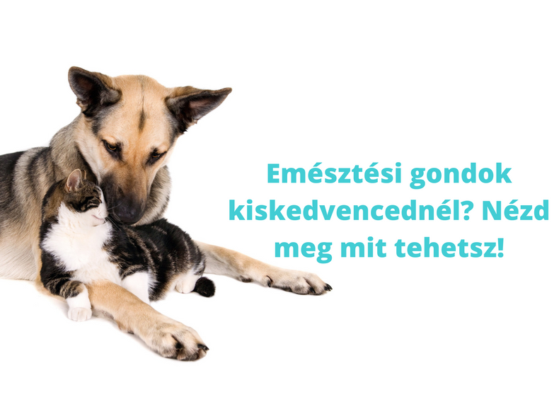 Emésztési gondok kiskedvencednél? Nézd meg mit tehetsz!