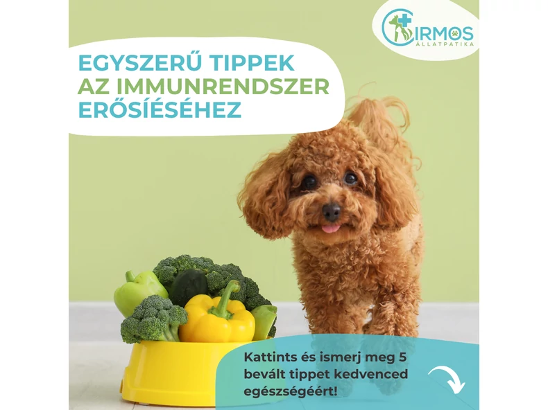 Ezekkel az egyszerű tippekkel erősítheted kedvenced immunrendszerét