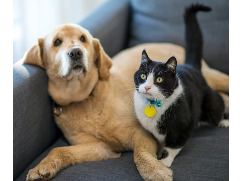 Kevesebbet mozog kedvenced? Ezek állhatnak a háttérben!