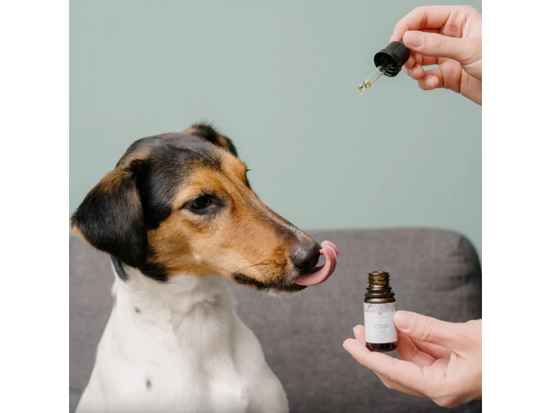 Ismerd meg a Meliora Pets CBD olajokat!