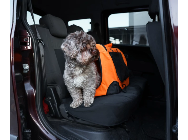 Nyugodt utazás kutyával és macskával – Így készülj fel rá!