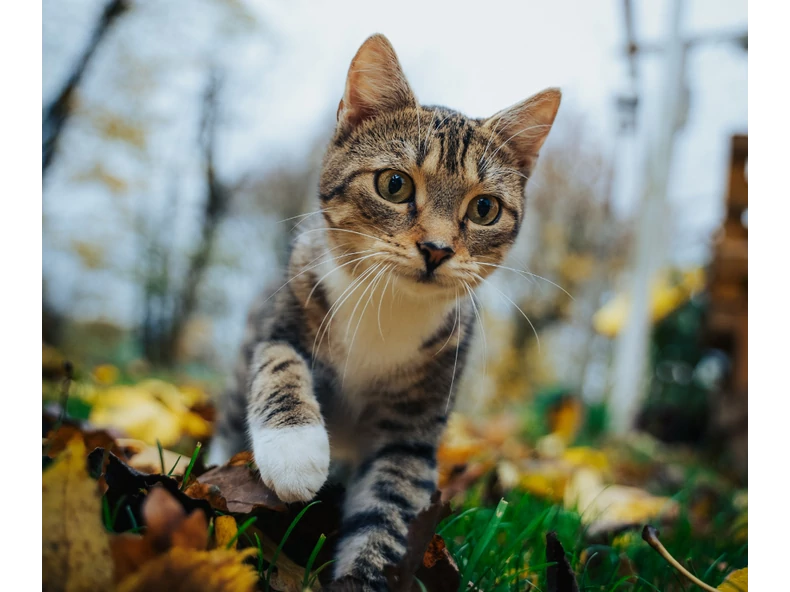 Így segíthetsz megőrizni kedvenced egészségét és aktivitását ősszel!