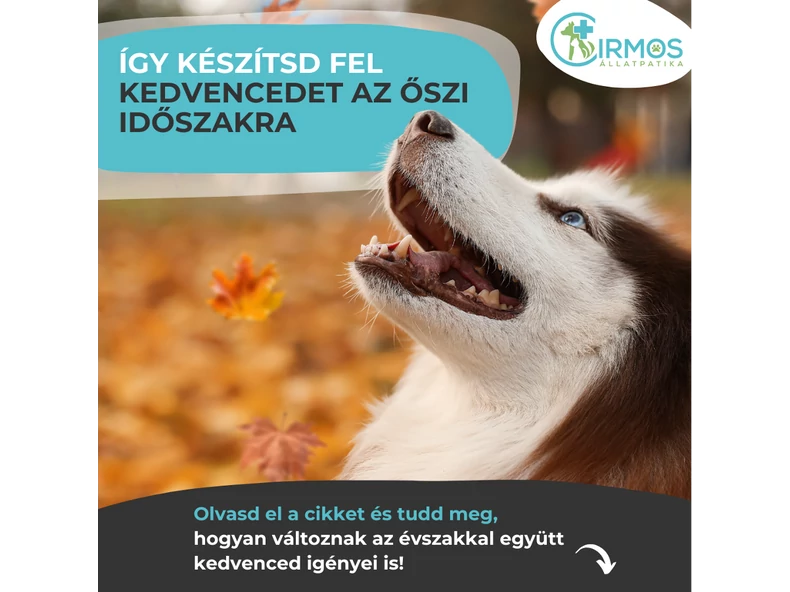 Így készítsd fel kedvencedet az őszi időszakra