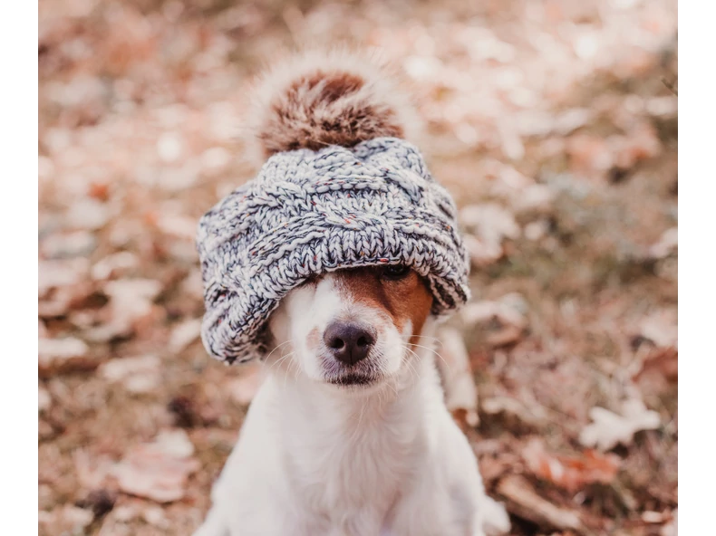 Kedvenceink őszi immunerősítése – vitaminok és bélflóra-támogatás kutyáknak és macskáknak