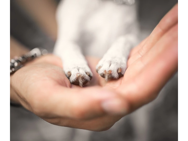 Így óvhatjuk meg kisállataink tappancsait télen!