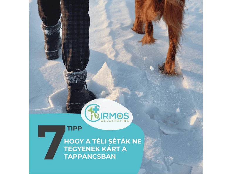 7 tipp, hogy a téli séták ne tegyenek kárt a tappancsban