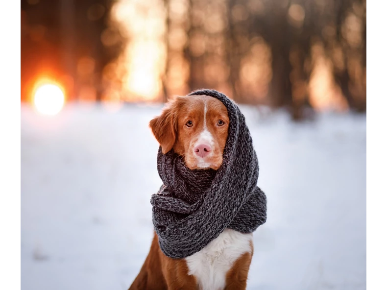 A leggyakoribb téli kutyabetegségek - hogyan ismerheted fel őket időben?