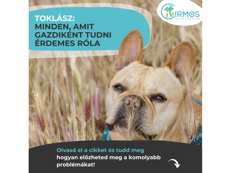 Toklász: minden, amit gazdiként tudnod kell róla – kis növény, hatalmas veszély