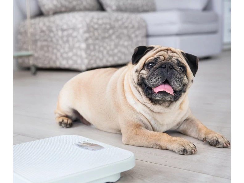 Mit tehetsz, ha kedvenced túlsúlyos? – Etetési és életmódtippek gazdiknak