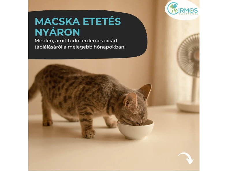 Mit egyen a macska nyáron? Kell változtatni az étrendjén?